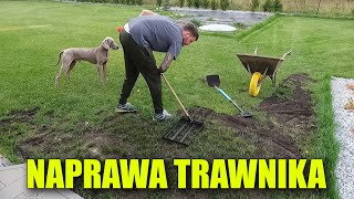 JAK NAPRAWIĆ TRAWNIK równanie trawnika kompost dosiewki piaskowanie [upl. by Irek830]