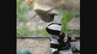 Hungry lion tries to eat toddler in zebrastriped jumper at Oregon Zoo [upl. by Ho]