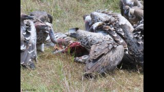 Vultures and Marabous at Zebra kill [upl. by Enos928]