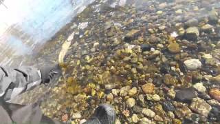 Flushing Walleye Festival GoPro [upl. by Nolek]