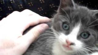 Kitten Meowing  Very Adorable [upl. by Niledam536]