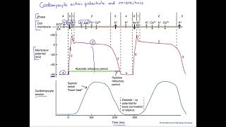 Cardiomyocyte action potential and twitch [upl. by Rachel]