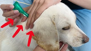 How to put Frontline flea medication on your dog [upl. by Pirbhai]