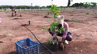 FARM LAND SALE AT ACHARAPAKKAM [upl. by Eirret]