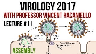 Virology Lectures 2017 11 Assembly [upl. by Alyworth]