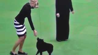 Schipperke and shiba inu at Wesminster Dog Show 2013 [upl. by Luing]