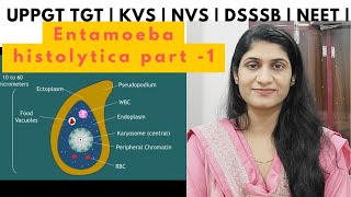 Entamoeba histolytica  Protozoa  Animal kingdom  UPPGT TGT biology  DSSSB  KVS  NVS  NEET [upl. by Kylie]