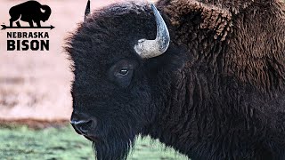 An Inside Look at Nebraska Bisons Ranch [upl. by Ikey17]