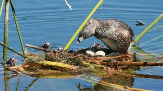 First four grebettes part 3 Piedbilled grebe nesting [upl. by Porta]