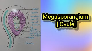 megasporangium  ovule full detail vedio [upl. by Sybila]