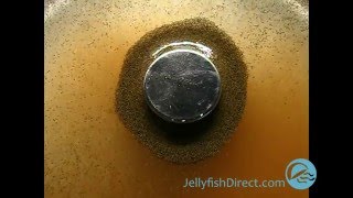 Magnetic Brine Shrimp Demo [upl. by Noxid]