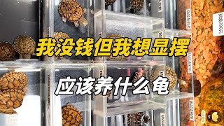 龜友選龜必看指南！選對烏龜生活幸福感飆升！這幾個點你一定要知道 [upl. by Niwdog887]