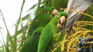 Periquitão  Psittacara leucophthalmus  Hora do lanche 😋 [upl. by Sharos629]