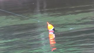 4k Salmon BOBBER DOWNS  Insane Float Fishing for Fall Salmon [upl. by Aivad]