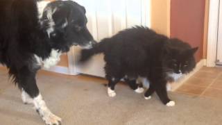 Border Collie Herding Cat to Waltz [upl. by Eedrahc40]