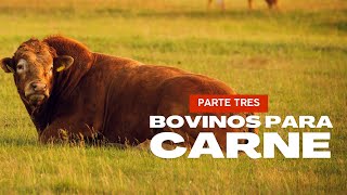 BOVINOS PARA CARNE parte tres [upl. by Verlie362]