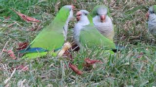 Wild Monk Parakeets Eating an Apple [upl. by Peh]