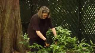 How to Prune a Drooping Leucothoe Shrub  Video Tutorials with Plant Amnesty [upl. by Nyllaf]