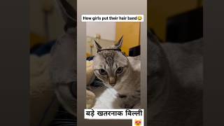 बड़े खतरनाक बिल्ली 😻shorts shortviraltrending ytshorts fannycomedyviralvideodesicomedyboy003 [upl. by Yanttirb]