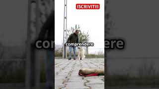 Curiosità sui cani che forse non conoscevi 🐕 [upl. by Dinan]