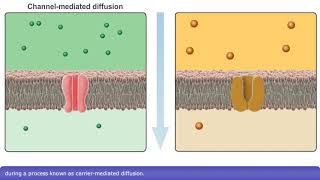 Cell Membrane Transport Part 1 Simple Diffusion Osmosis Facilitated Diffusion [upl. by Elenahc909]