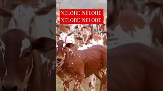 NELORE PINTADO DE VERMELHO fazenda roça NELORE [upl. by Philip65]