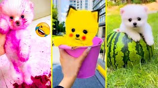 Cute Pomeranian Puppies Doing Funny Things 7  Cute and Funny Dogs  Box Studios [upl. by Rebna]