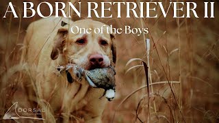 Quail Hunting in Alabama  An Alabama Family Dog Gets His First Bird  A Born Retriever Part 2 [upl. by Ettelocin]