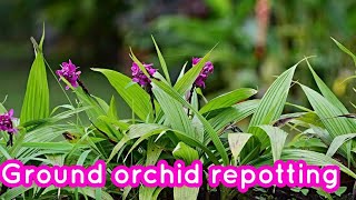 Ground Orchid plant repotting  spathoglottis plicatta  ground orchid plant care [upl. by Hilel30]