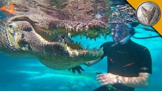 JAWS Swimming with Gators [upl. by Dulcea982]