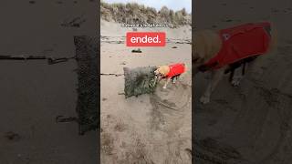 Oatmeal is only… semi helpful BeachDog BeachCleanup FunnyDog [upl. by Hirschfeld]