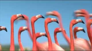 Les flamants roses en monocycle  FRANCE 3 [upl. by Demeter89]