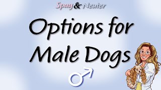 Options for Neutering Male Dogs [upl. by Cooper]