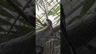 VONDER DICKENS HORNBILL KANSAS CITY ZOO [upl. by Eico]