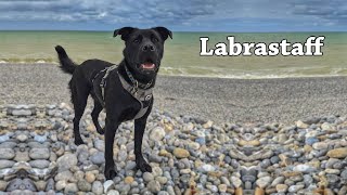 7 Things To Know Before Buying Labrastaff  Labrador Retriever Staffordshire Bull Terrier Mix [upl. by Yettie525]