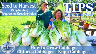 How to Grow Chinese Cabbage  Napa Cabbage  TIPS Growing Cabbage From Seeds [upl. by Ahsienat164]