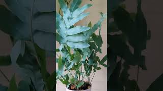 Флебодиум Blue Star комнатныерастения houseplants флебодиум phlebodium [upl. by Notsae]