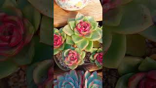 이렇게 예쁠수가다육이 파챠 succulent plants [upl. by Atirac997]