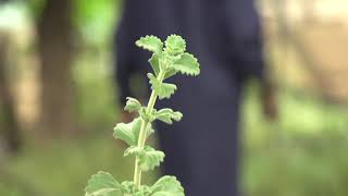 STEVIA CULTUVATION WITH OMUKENKUFU NYANZI JULIUS ENIMA YA STEVIA [upl. by Eimarej]