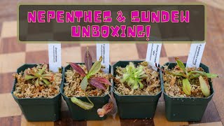 Nepenthes amp Sundew Unboxing From Predatory Plants Carnivorous Plant Haul Pitcher Plants amp Drosera [upl. by Eenad]