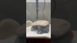 Aqueon 55 gallon Tank setup [upl. by Strader]