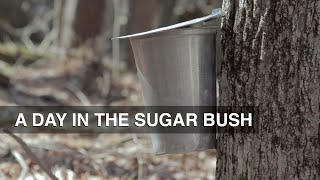 A Day In The Sugar Bush making maple syrup [upl. by Mixie]