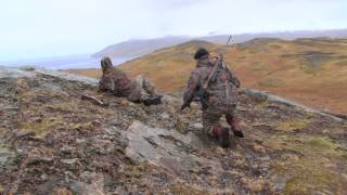 Alaska Adak Island Caribou [upl. by Cohl]