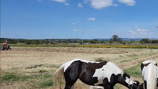 Empacando Pacas de Olleto  Vlog 5  En el Rancho ET [upl. by Acihsay]