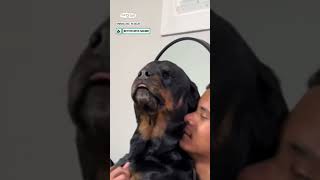 Dramatic pooch hates having his nails clipped 😂 🐶 🎥 hawaiiancoco via Collab [upl. by Navonoj]