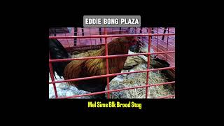 MS Blk Brood Stag amp Brood Hen shortvideo shortsfeed [upl. by Ehcsrop]