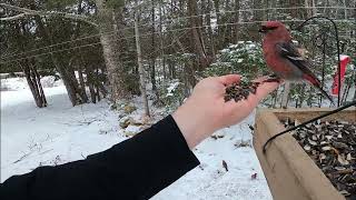 Scooping Pine Grosbeak December102020 [upl. by Yddub]