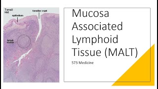 Histology  Mucosa Associated Lymphoid Tissue [upl. by Lowery]