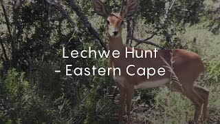 Lechwe Hunt  Eastern Cape [upl. by Hollenbeck498]