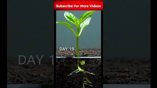 Red bell pepper plant timelapse nature shorts [upl. by Anairb]